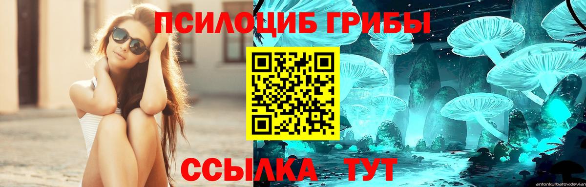 Псилоцибиновые грибы Psilocybine cubensis Ртищево